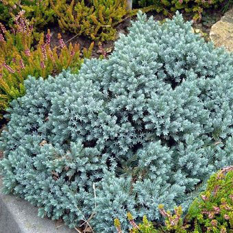 Саджанці Ялівцю китайського Блю Альпс, 4-х річний (Juniperus chinensis Blue Alps) С3