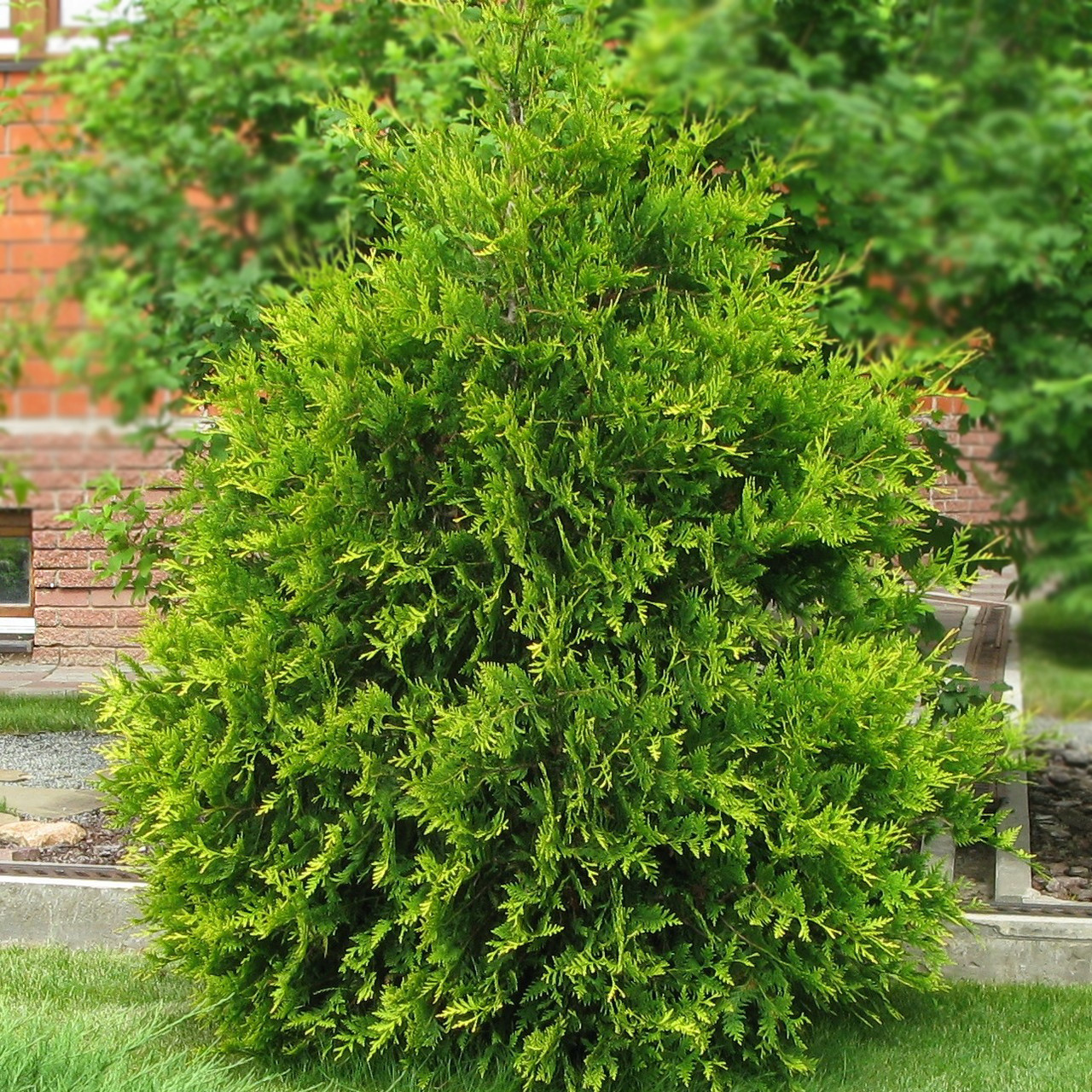 Саджанці Туї західної Ауреоспіката (Thuja occidentalis Aureospicata) Р9