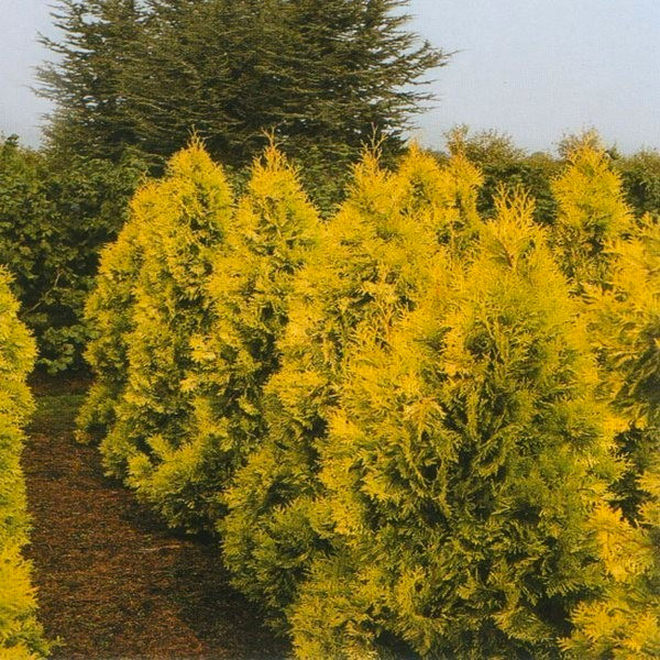 Саджанці Туї західної Європа Голд, 4-х річна (Thuja occidentalis Europe Gold) С3