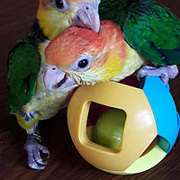 Каік рудоголовий