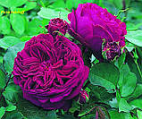 Троянда Falstaff (Фалефаф), фото 5