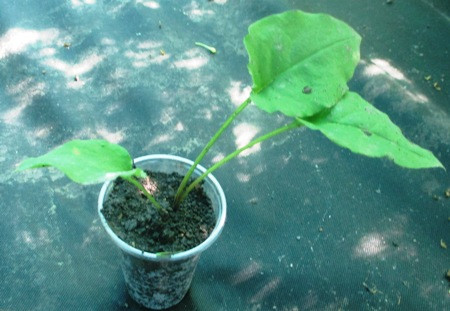 Медуниця груболиста. Розсада в контейнерах 0.5л., фото 1