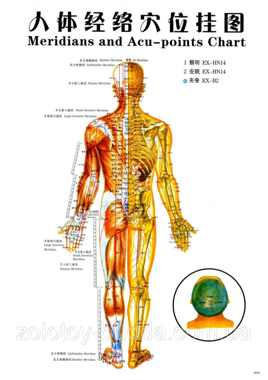 Плакати з меридіанами й акупунктурними точками.