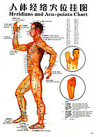 Плакаты с меридианами и акупунктурными точками.