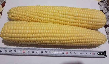 Насіння кукурудзи Мегатон F1 (Harris Moran), 50000 насіння — рання (85 днів), суперсолодка, фото 2