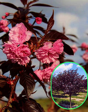 Сакура Рояль Бургунді \ Prunus 'Royal Red' (прищеплена на корінь саджанці 120 - 150см ВКС ), фото 1