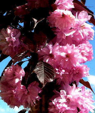 Сакура Рояль Бургунді \ Prunus 'Royal Red' (прищеплена на корінь саджанці 120 - 150см ВКС ), фото 3