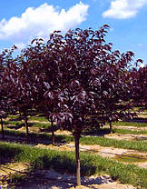 Сакура Рояль Бургунді \ Prunus 'Royal Red' (прищеплена на корінь саджанці 120 - 150см ВКС ), фото 5