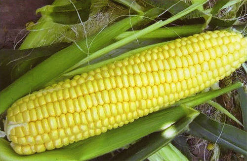 Насіння кукурудзи СВИТСТАР F1 / SWEETSTAR F1, 1 кг — середньостигла, цукрова, Syngenta, фото 1