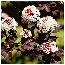 Пухироплідник Літл Девіл (контейнер 0,5л)