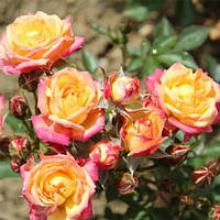 Троянда Літл Сансет (Little Sunset) саженець 2-літка