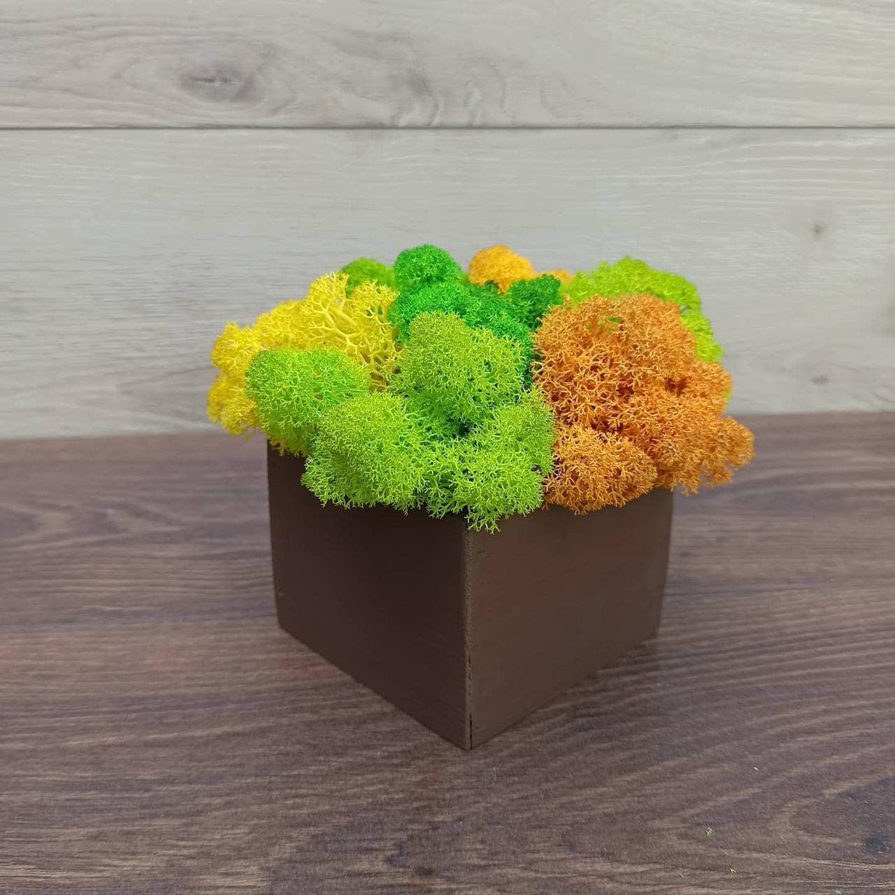 Дерев'яне кашпо з кольоровим мохом Різні розміри, фото 1