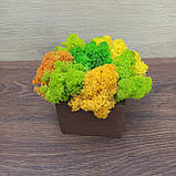 Дерев'яне кашпо з кольоровим мохом Різні розміри, фото 2