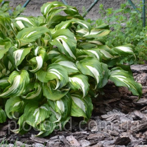 Хоста undulata Mediovariegata