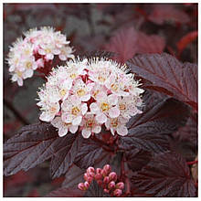 Пухиреплідник Діабло (контейнер 0,5л)