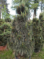 Сосна чорна Фастигіата Pinus Nigra "Fastigiata" C90L h200-220