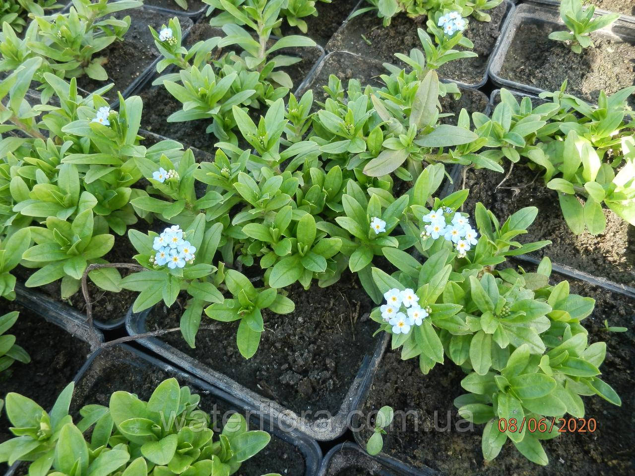 Незабудка болотна — Myosotis palustris, фото 1