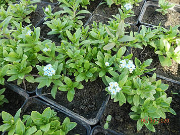 Незабудка болотна — Myosotis palustris