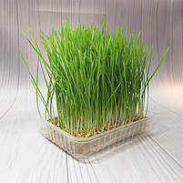 Контейнер для вирощування мікрозелені, фото 4