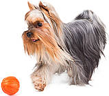 Liker 5 - м'ячик для цуценят і собак дрібних порід, фото 4