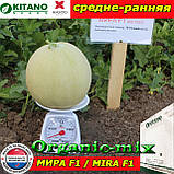 Диня МІРА F1 / MIRA F1 (KS 7037 F1) 1000 насінин ТМ Kitano Seeds (Нідерланди), фото 2