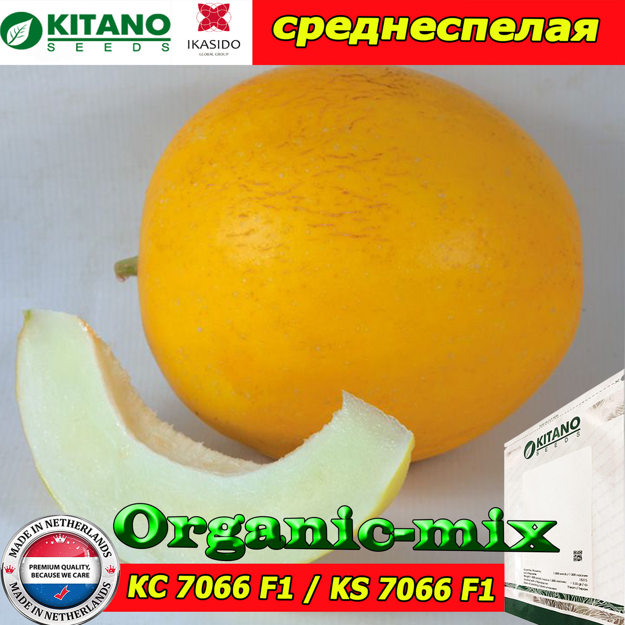 Насіння, диня КС 7066 F1/KS 7066 F1 (середнеспела), 1000 насіння ТМ Kitano Seeds (Нідерланди)