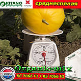 Насіння, диня КС 7066 F1/KS 7066 F1 (середнеспела), 1000 насіння ТМ Kitano Seeds (Нідерланди), фото 2