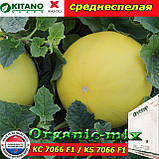 Насіння, диня Шинарі F1 (KS 7066 F1), 1000 насінин ТМ Kitano Seeds (Нідерланди), фото 3