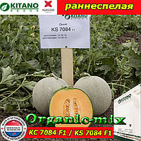 Насіння, диня КС 7084 F1/KS 7084 (раннестивие), 1000 насіння ТМ Kitano Seeds (Нідерланди)