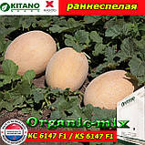 Насіння, диня КС 6147 F1 / KS 6147 F1 (ронестива), 100 насіння ТМ Kitano Seeds (Нідерланди), фото 3