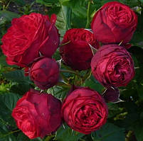 Троянда англійська Піано саджанці 6 шт