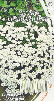 Насіння квітів Іберіс (Іберійка) вічнозелений 0.03 г, "Елліссорнасіння"