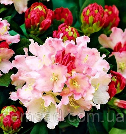 Рододендрон "Дрімленд" \ Rhododendron Dreamland ( саджанці 3 роки ЗКС ), фото 1