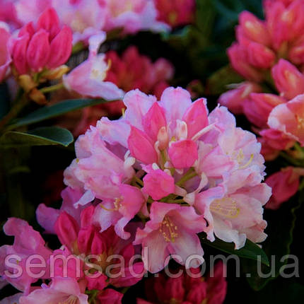 Рододендрон "Дрімленд" \ Rhododendron Dreamland ( саджанці 3 роки ЗКС ), фото 3