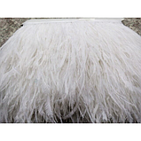 Пір'я страуса на стрічці. Колір Слонова кістка. Перо 10-15см. Ціна за 0,5 м., фото 5