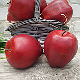 Яблуко муляж з пінопласту, 8см, 30\23 грн (ціна за 1 шт.+7 грн.), фото 3