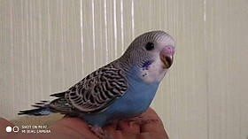 Хвилястий папуга, птенчик, самець.