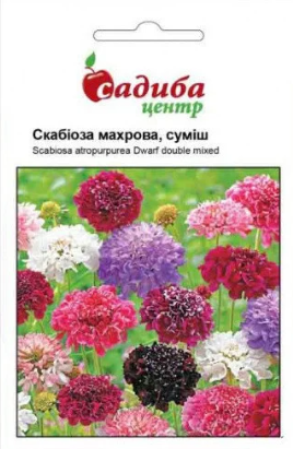 Насіння квітів скабіоза махрова суміш, 0,3 г, "Садиба-центр", Україна, фото 2