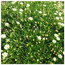 Мшанка шилоподібна Грін (горщик 0,5л)