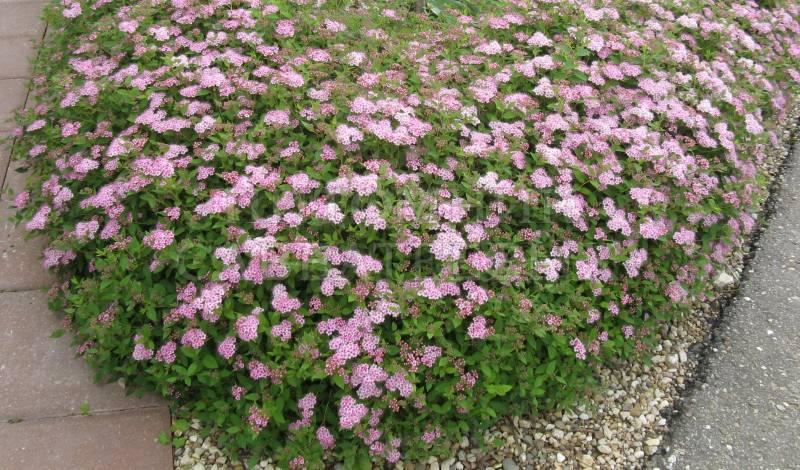 Спірея японська Літл Принцес, Spiraea japonica Little Princes, фото 1