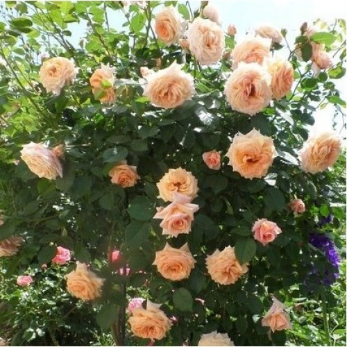 Трояндисте Barock (Барок), саджанці, фото 1