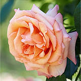 Трояндисте Barock (Барок), саджанці, фото 4