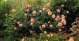 Трояндисте Barock (Барок), саджанці, фото 3