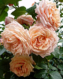 Трояндисте Barock (Барок), саджанці, фото 2