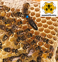 Бджоломатки карпатської породи вучківського типу
