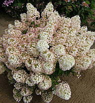 Гортензія волотиста "Бобо" \ Hydrangea Bobo ( саджанці 3 роки С3л ), фото 3