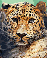 Картина по номерам Взгляд леопарда, 40х50 ArtStory (AS0739)