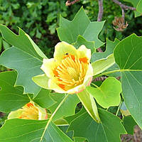 Лириодендрон (Тюльпановое дерево)