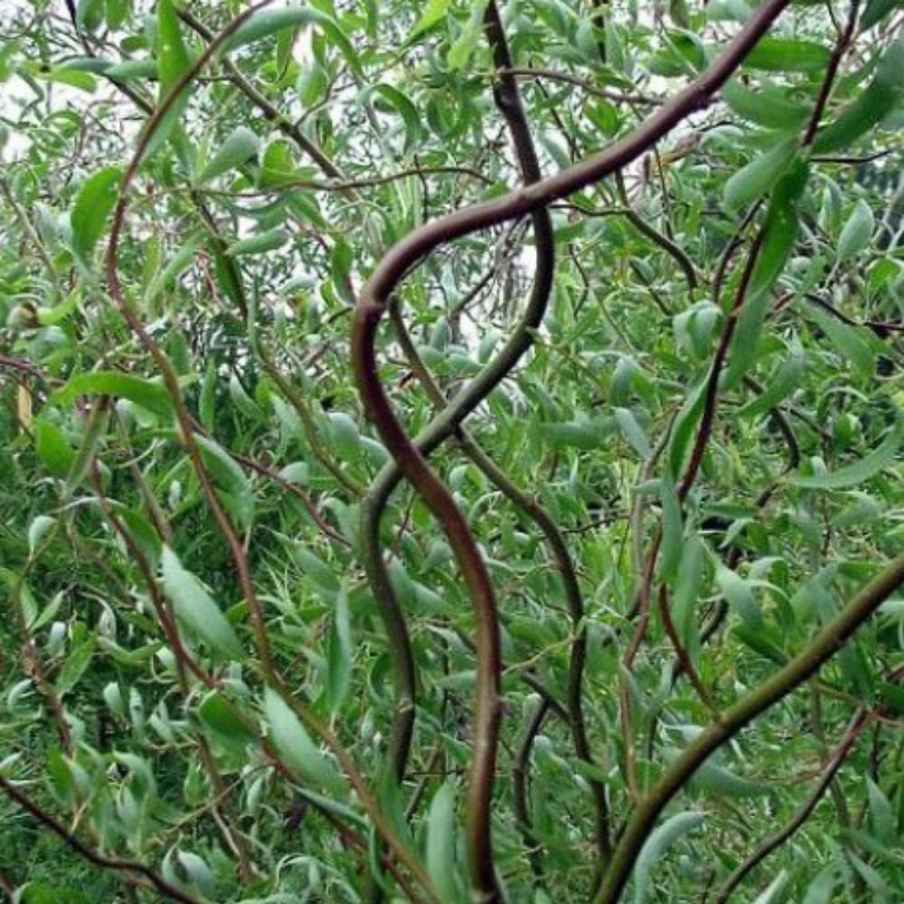 Іва вавилонська Туртуоза, фото 1