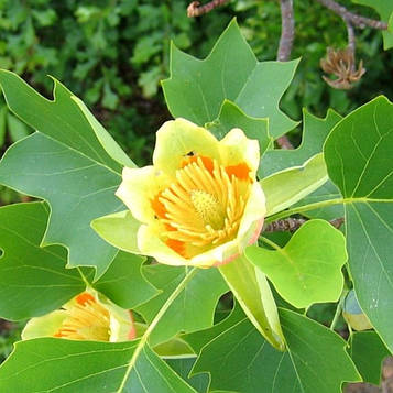 Ліріодендрон (тюльпанове дерево) 3х літній